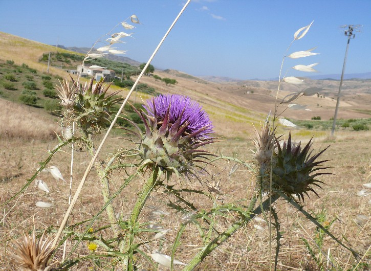 Cynara cardunculus